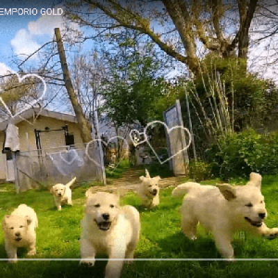 Ecco un video cuccioli a circa 50 giorni dalla nascita