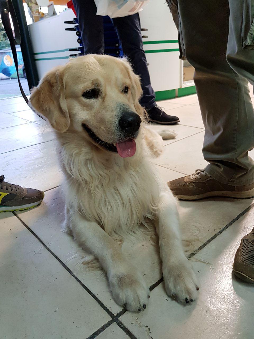 cucciolo golden retreiver massa carrara toscana